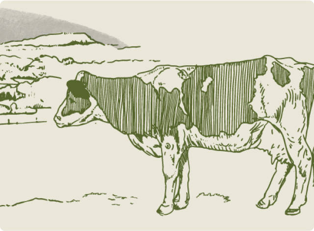1840 Illustration of Dairy Farming at Wongawilli